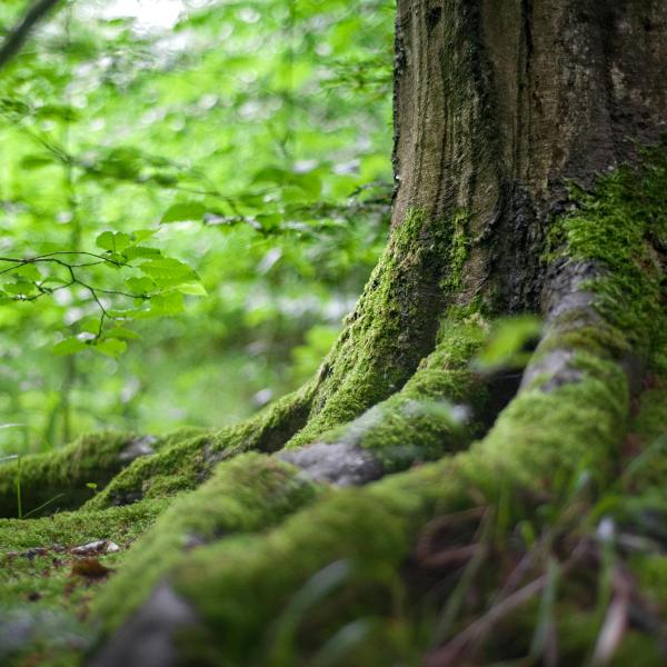 Base of tree trunk in forest